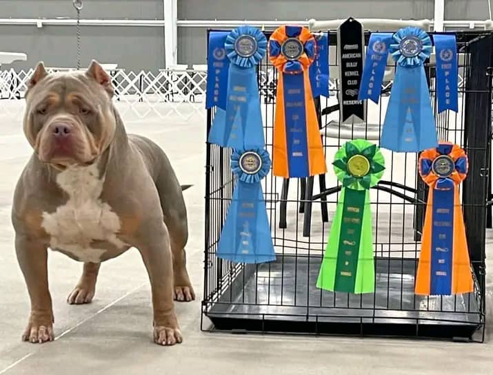 Adorable American Bully 1