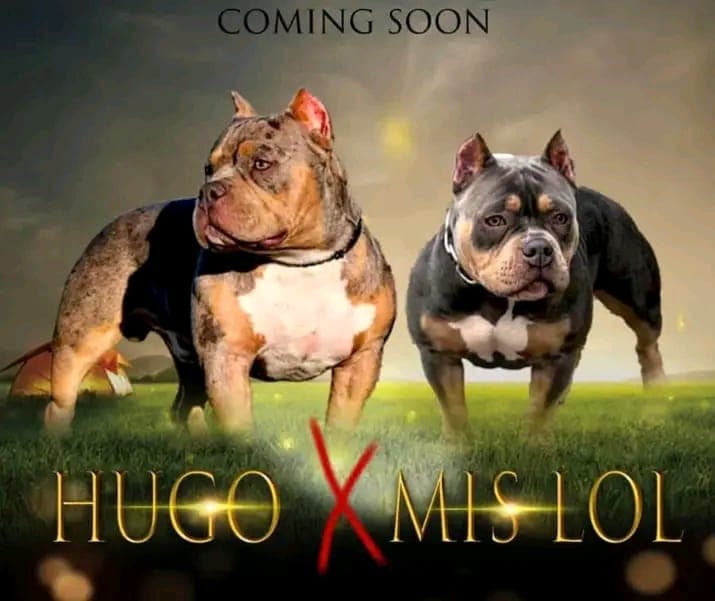 Adorable American Bully 2