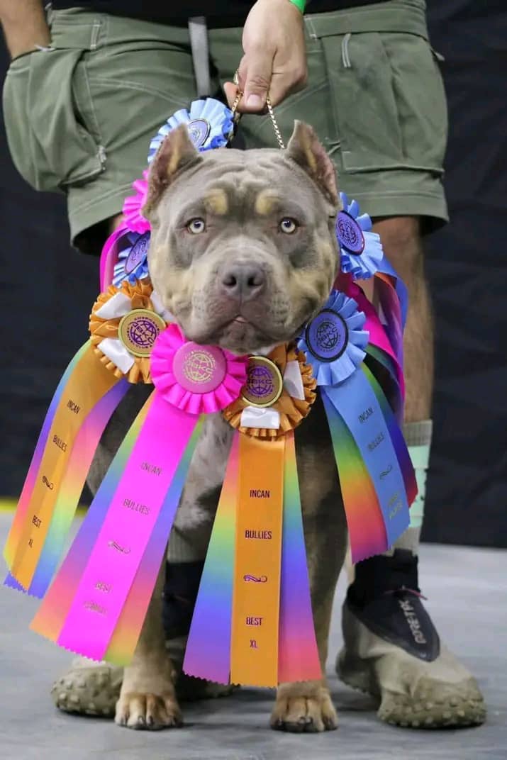 Adorable American Bully 3
