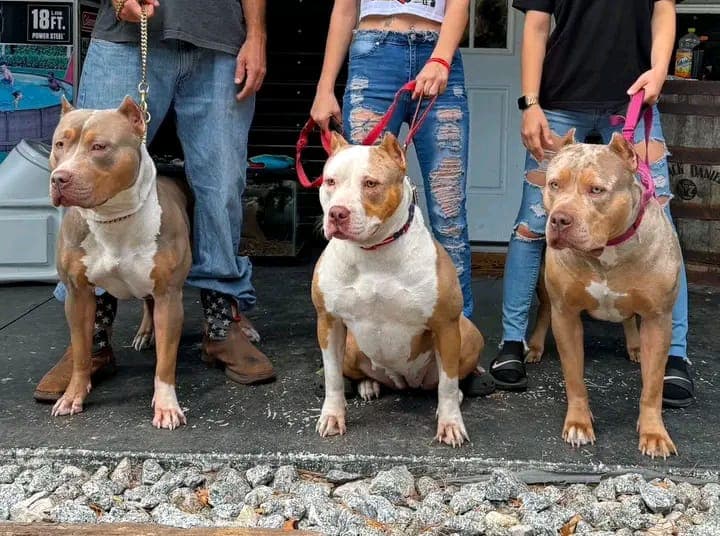 American Bully in transit crate