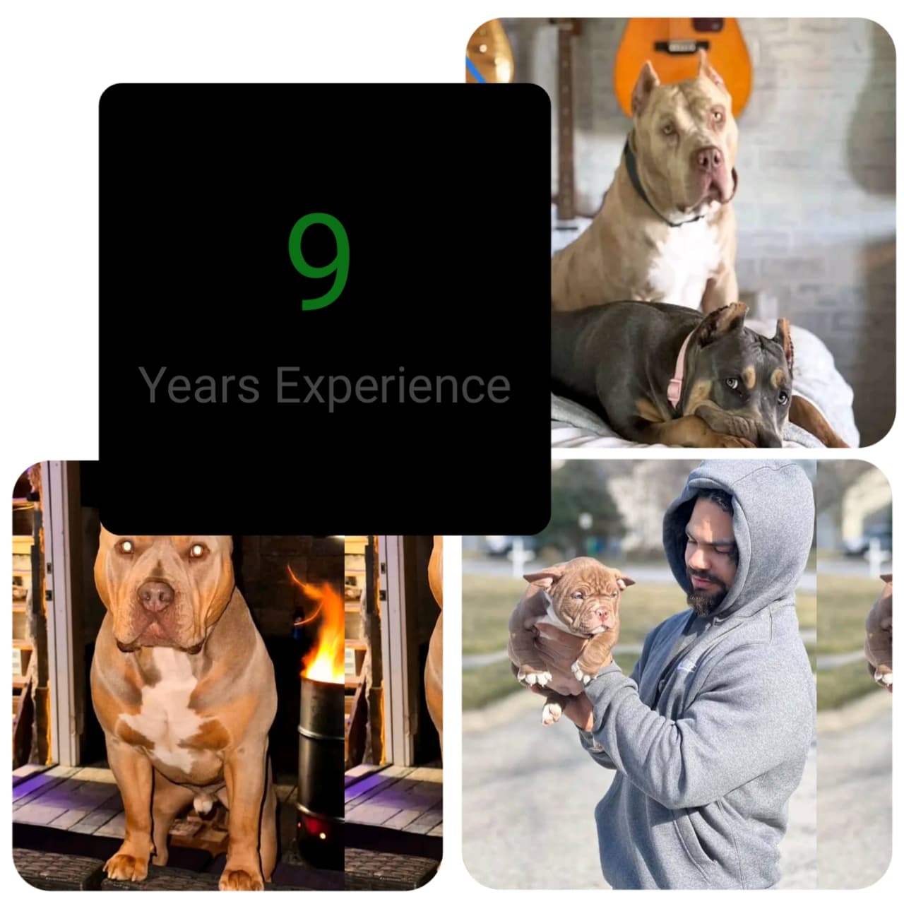 American Bully hero section